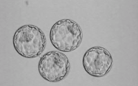 How do embryologists select the best embryos?