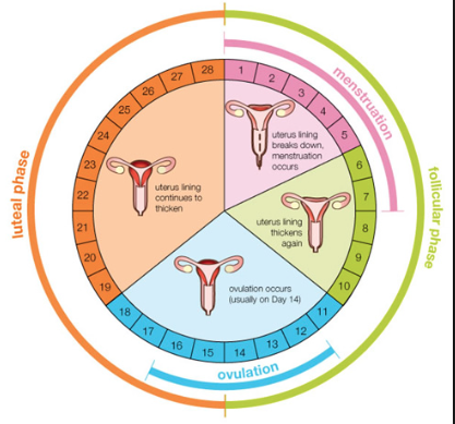 Ovulation Calculator And The Menstrual Cycle