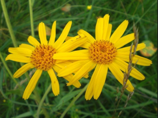 Arnica Montana and its many benefits